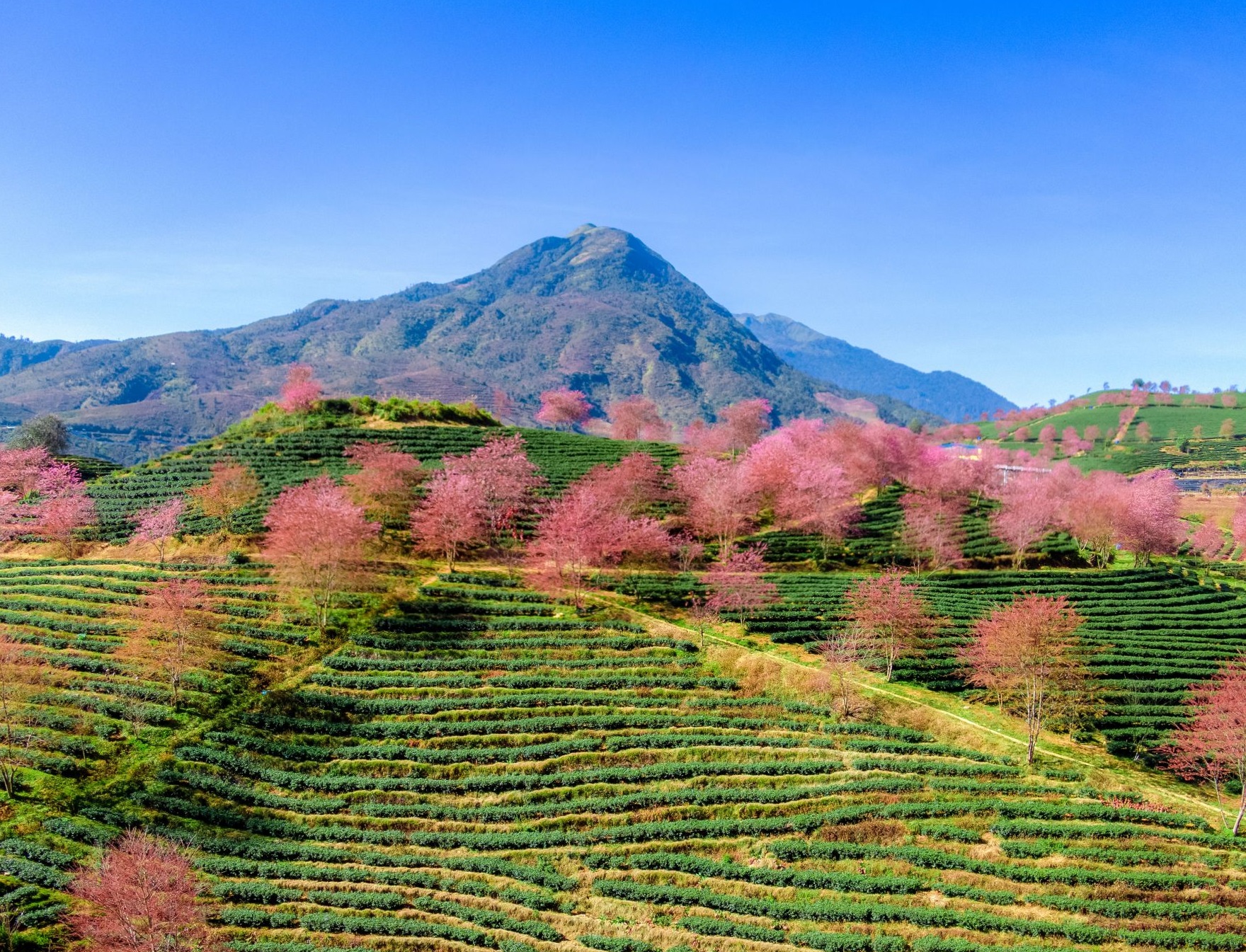 Gợi ý 5 địa điểm ngắm hoa tớ dày, mai anh đào tuyệt đẹp ở Tây Bắc