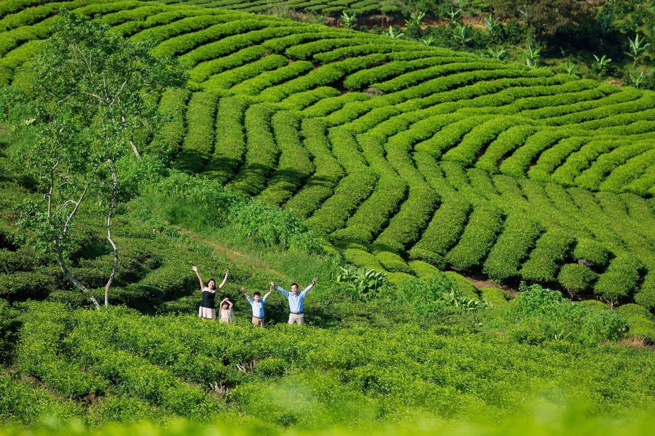 Kinh nghiệm du lịch đồi chè Cầu Đất Đà Lạt xanh tươi