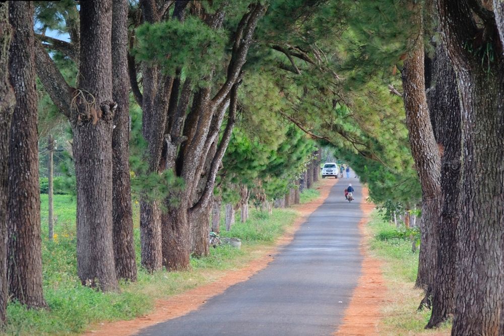 Hàng thông 100 tuổi vẻ đẹp hút mắt du khách ở Gia Lai