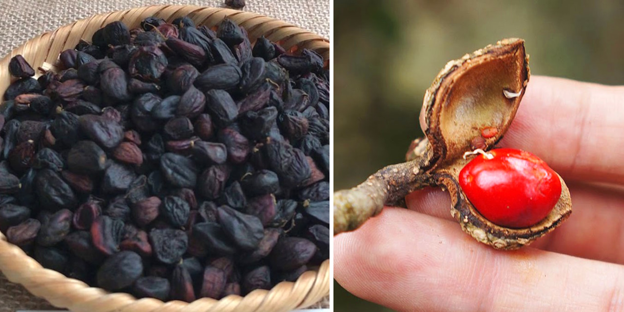 Hạt dổi Lai Châu