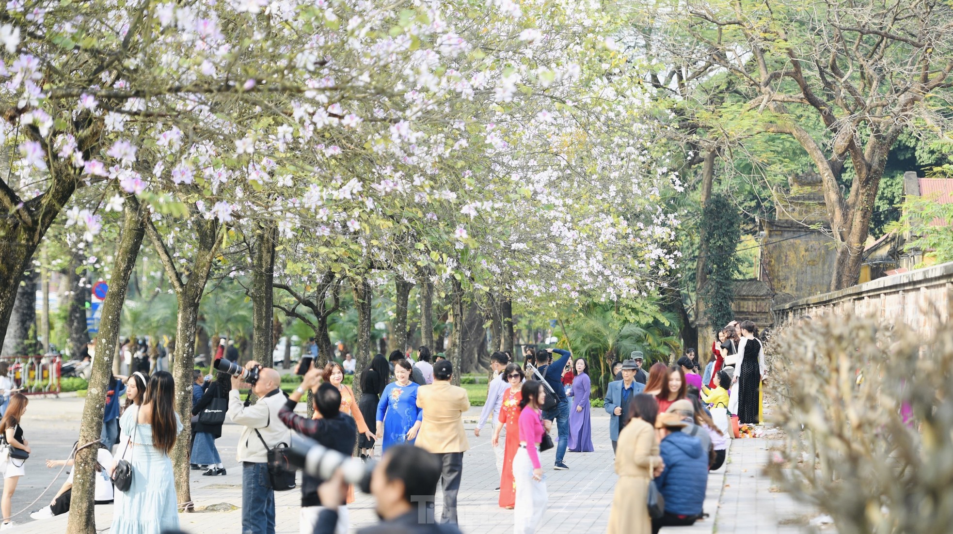 Nhuốm màu hoa Ban nơi góc phố thủ đô Hà Nội