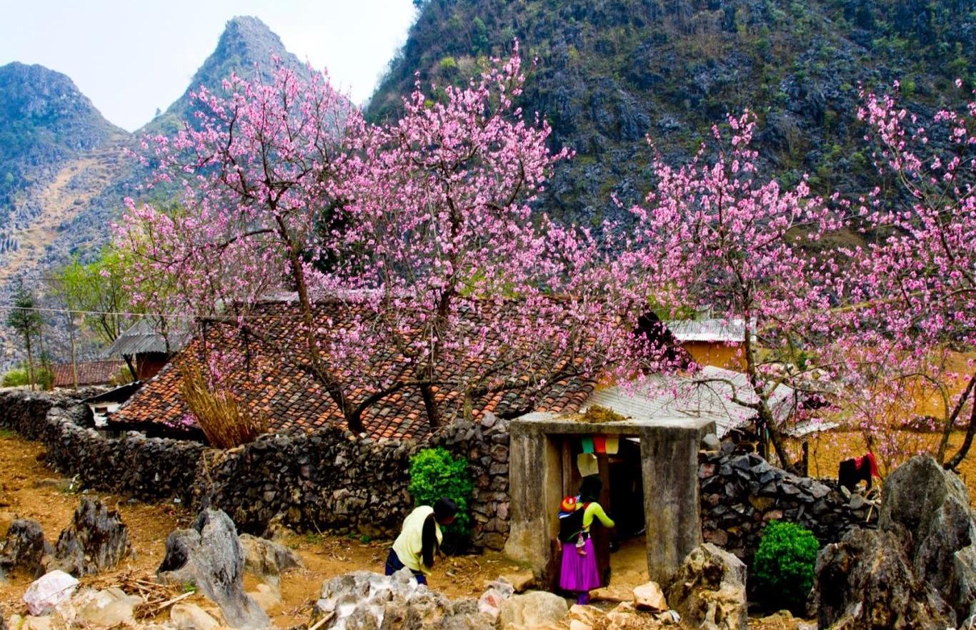 Hoa đào Mộc Châu nở tháng mấy? Những điểm ngắm hoa đẹp nhất