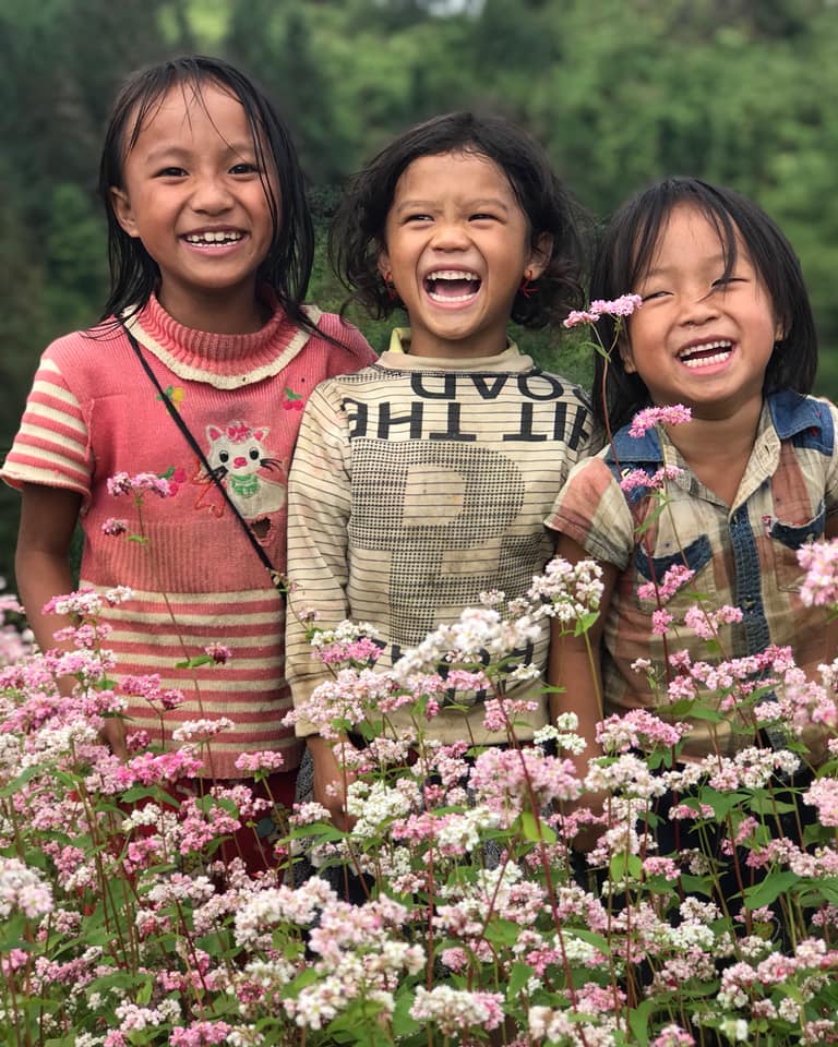 Hoa Tam Giác Mạch Hà Giang Nở Vào Tháng Mấy