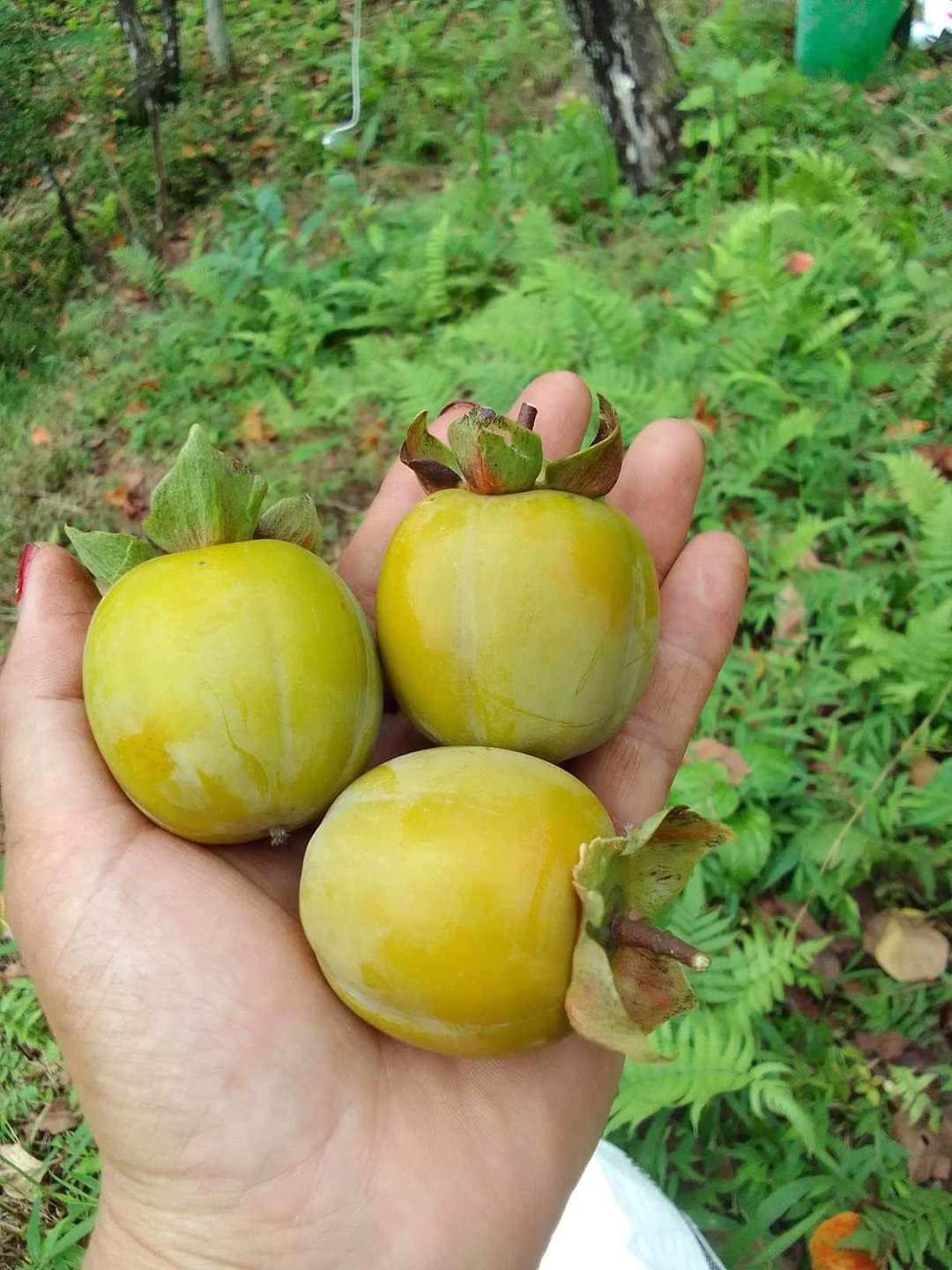 Hồng không hạt Quản Bạ-Loại quả đặc sản không thể bỏ lõ