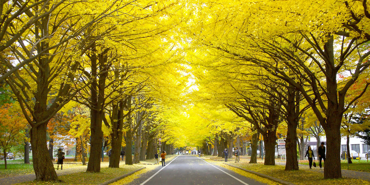 Khám Phá Hokkaido - Thành Phố Đón Mùa Thu Sớm Nhất Nhật Bản