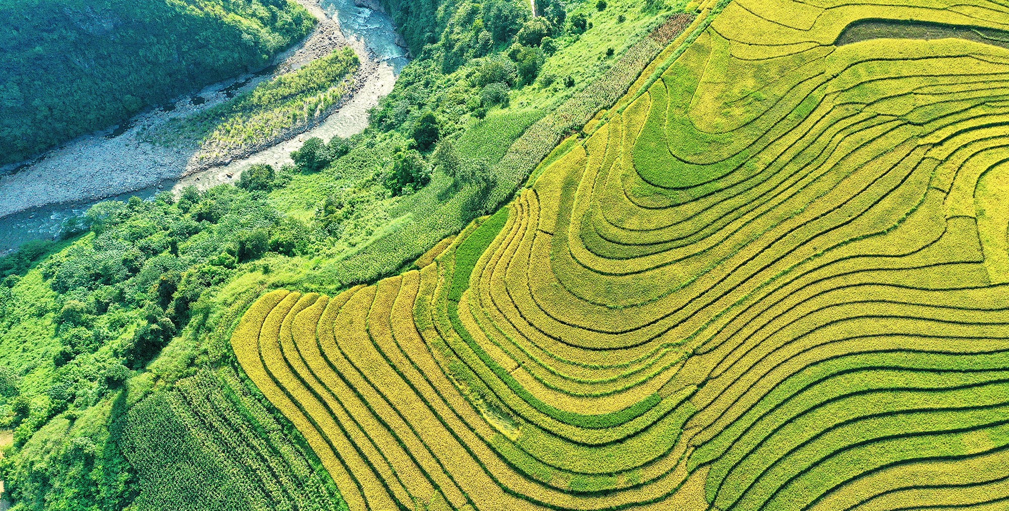 Kinh nghiệm du lịch Y Tý, Lào Cai mùa lúa chín