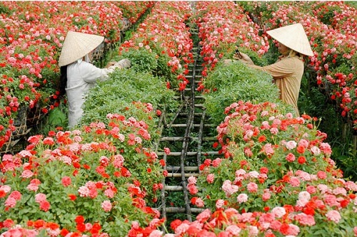 Làng hoa kiểng Tân Quy Đông