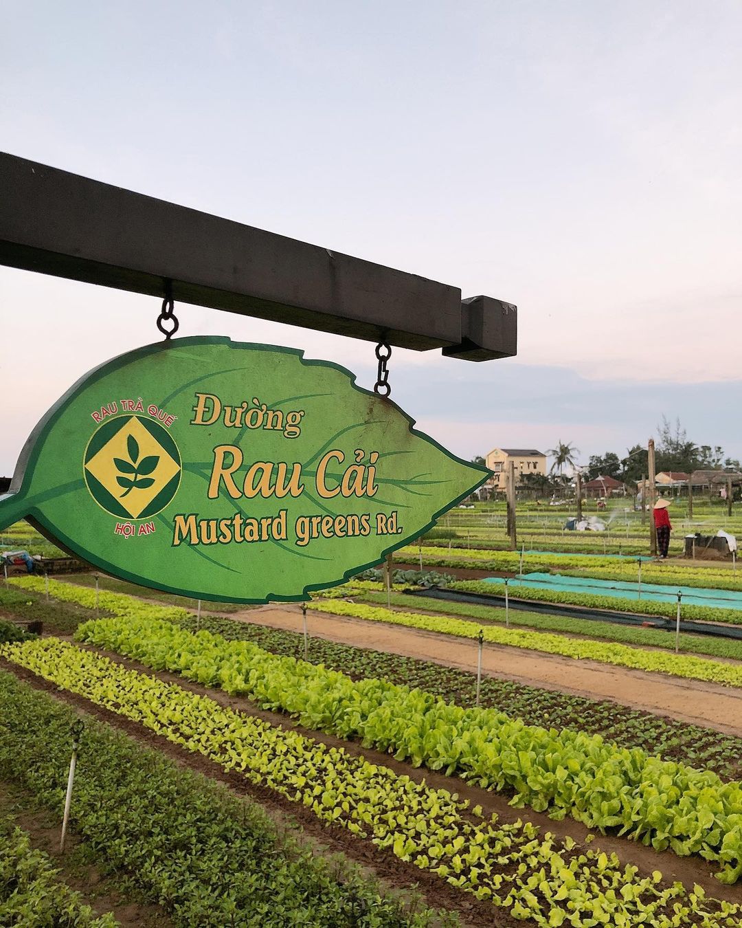 Làng rau Trà Quế Hội An – Kho báu xanh tươi giữa thành phố cổ