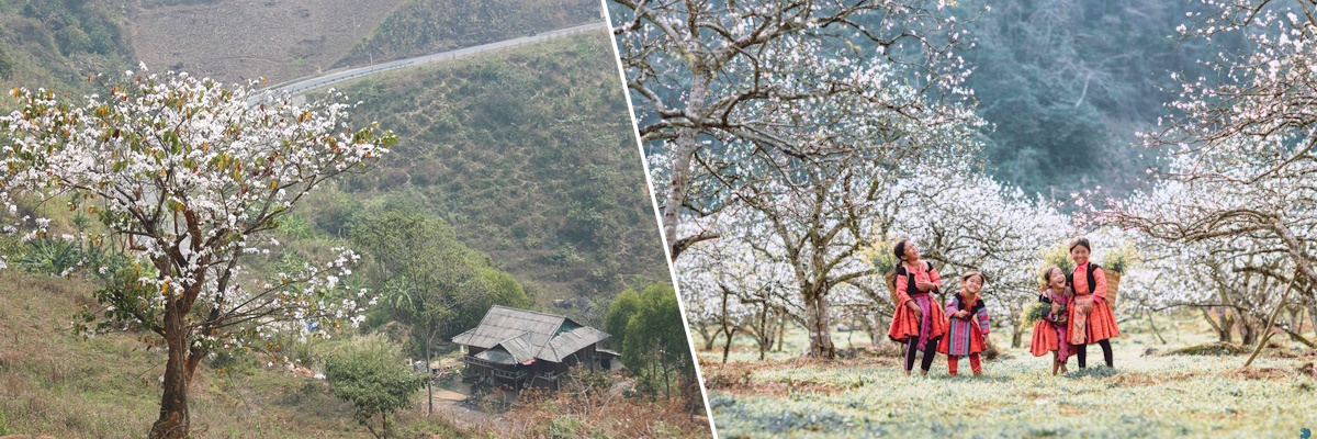 Lịch Trình Tour Tây Bắc Mùa Hoa Ban Nở