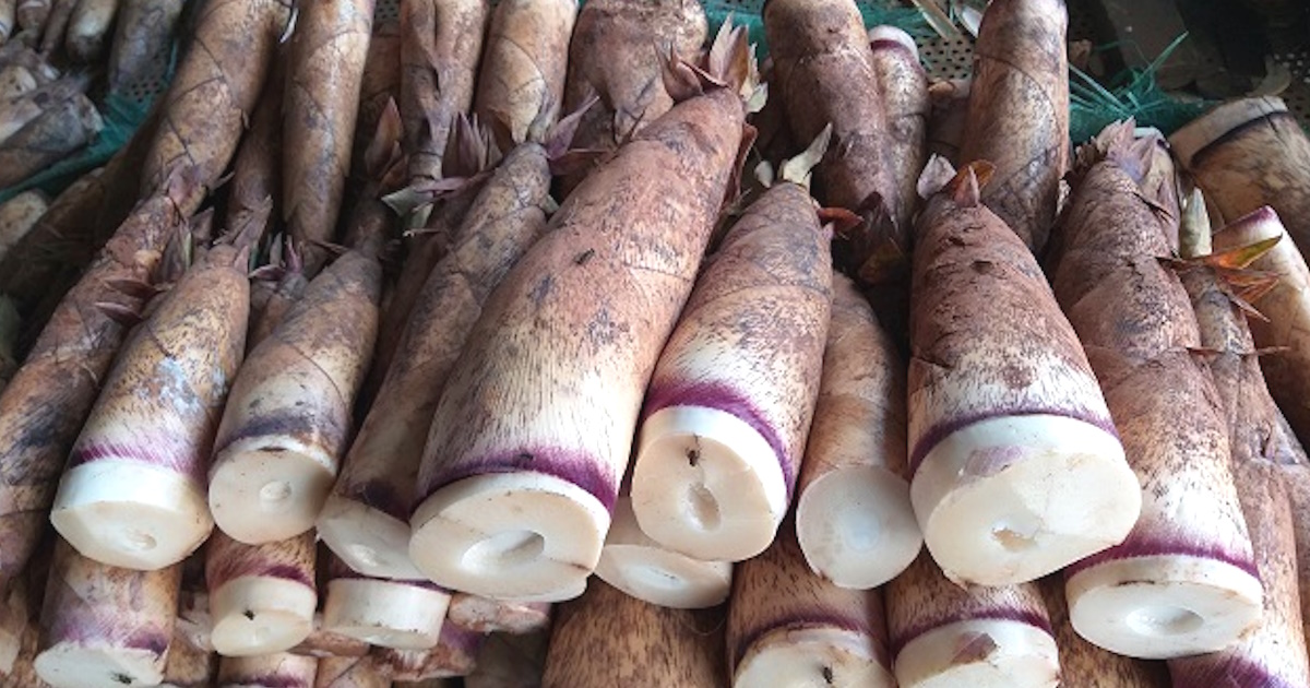 Măng đắng