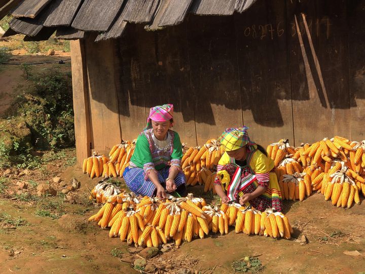 Mèn Mén Hà Giang-Hạt lúa vàng của người H'Mông