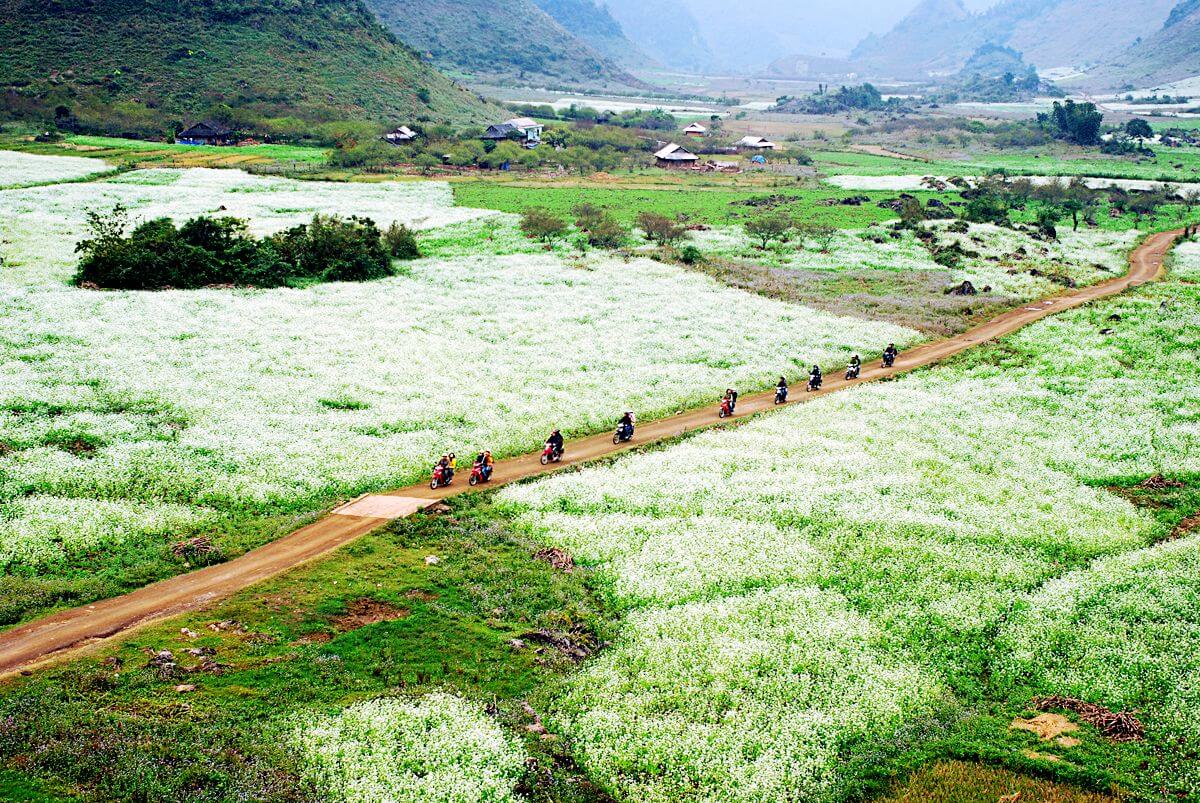 Mộc Châu mùa hoa cải trắng 2025