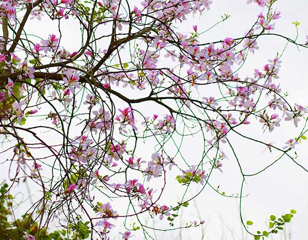 Mùa hoa Ban nở tháng 3 trên cao nguyên Mộc Châu