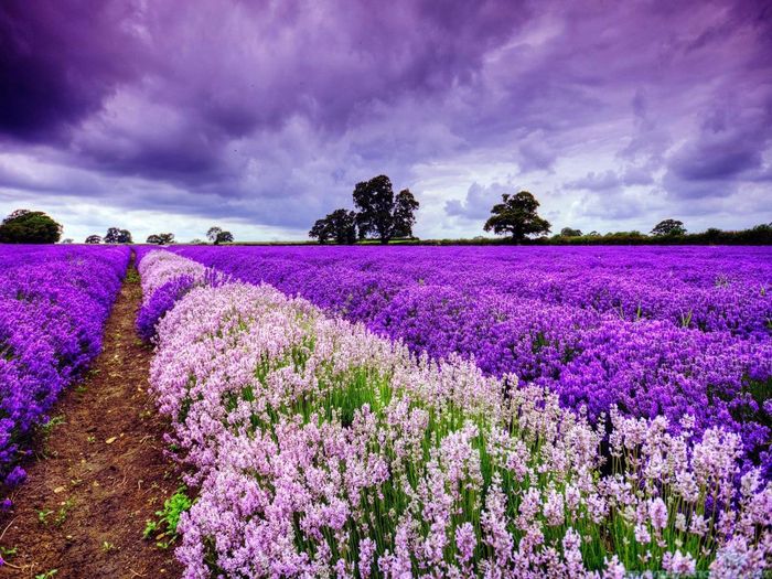 Mùa hoa lavender Đà Lạt: Vẻ đẹp mê đắm trong cánh đồng tím