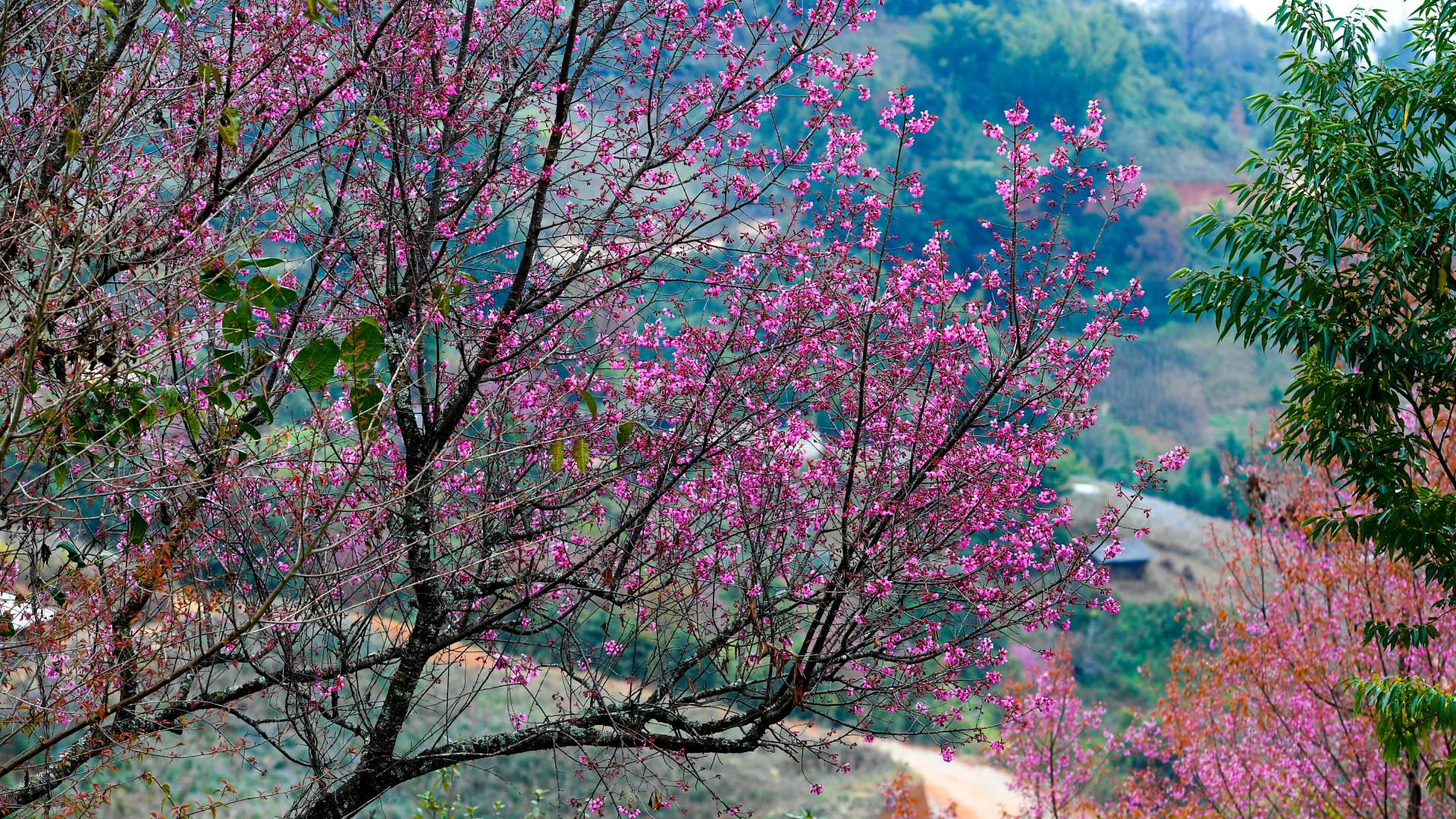 Đi du lịch Tây Bắc mùa xuân ngắm hoa Tớ Dày nở rực rỡ.