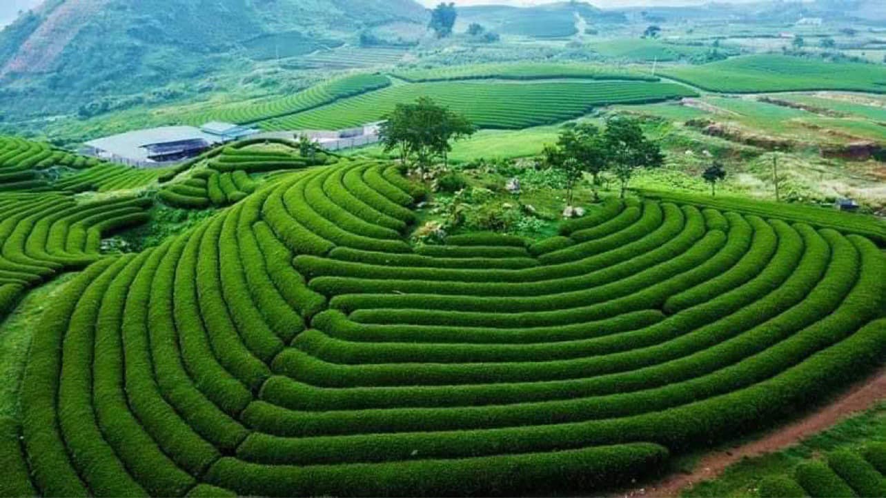 Check-in tại những đồi chè nổi tiếng nhất ở Mộc Châu