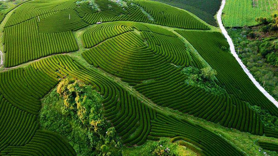 Khám phá nông trường Mộc Châu điểm đến hấp dẫn du khách