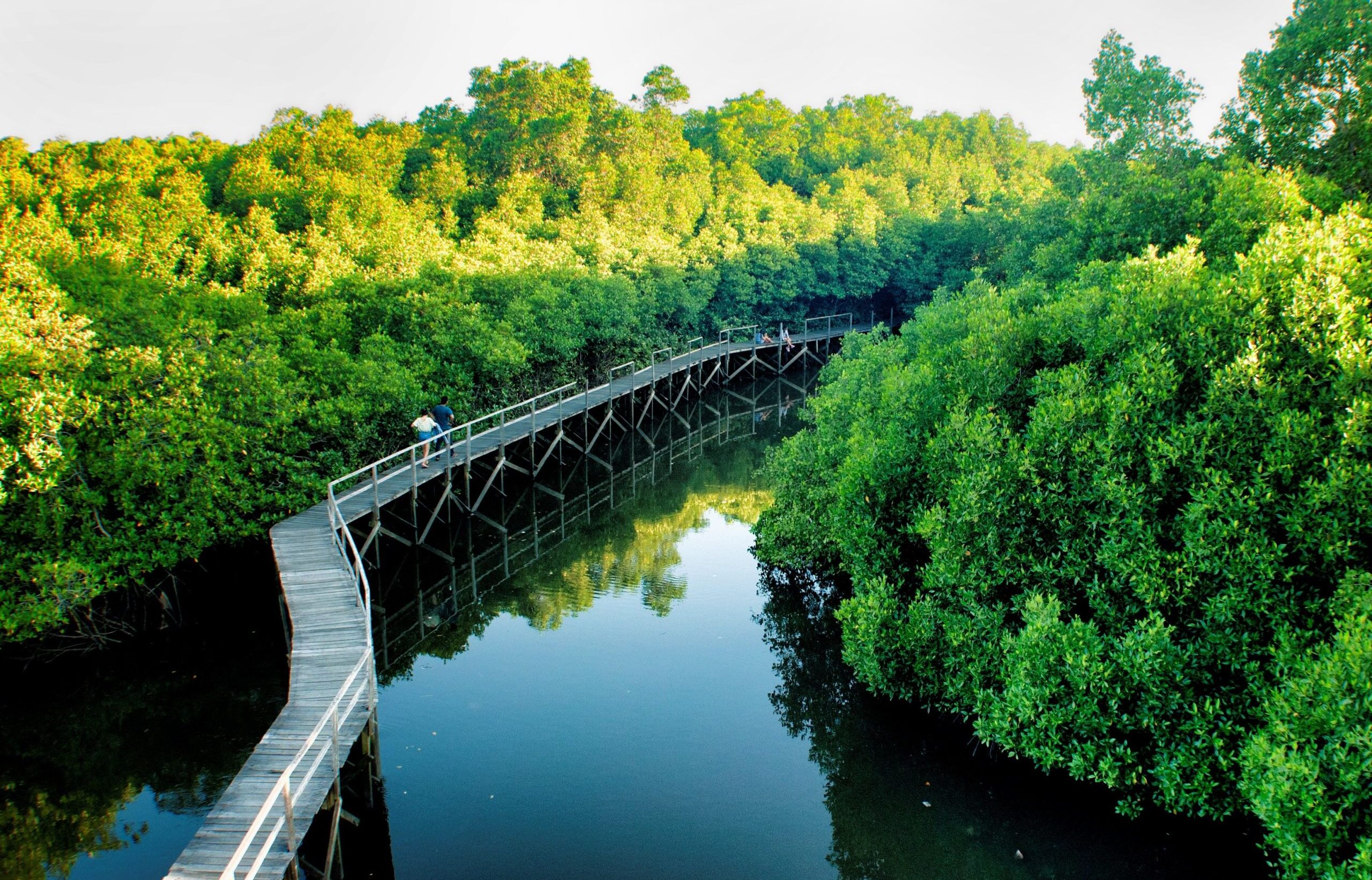 Rừng ngập mặt Mangrove