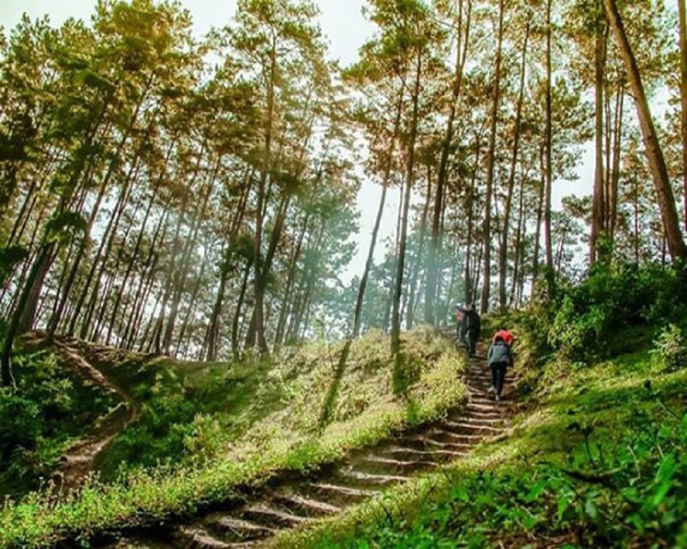 Rừng thông Yên Minh: Điểm thăm quan cắm trại mới lạ