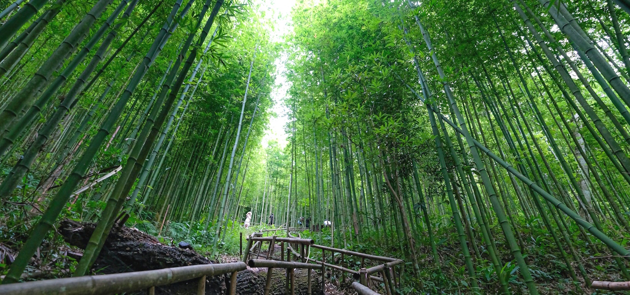 Rừng Trúc