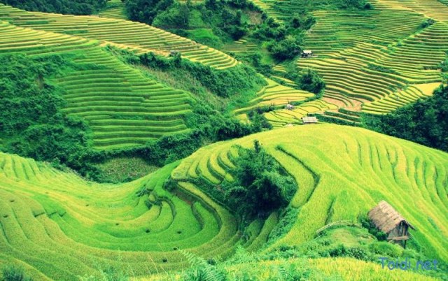 Ruộng Bậc Thang Phong Thổ