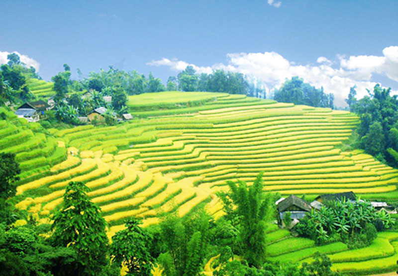 Ruộng bậc thang Xín Mần