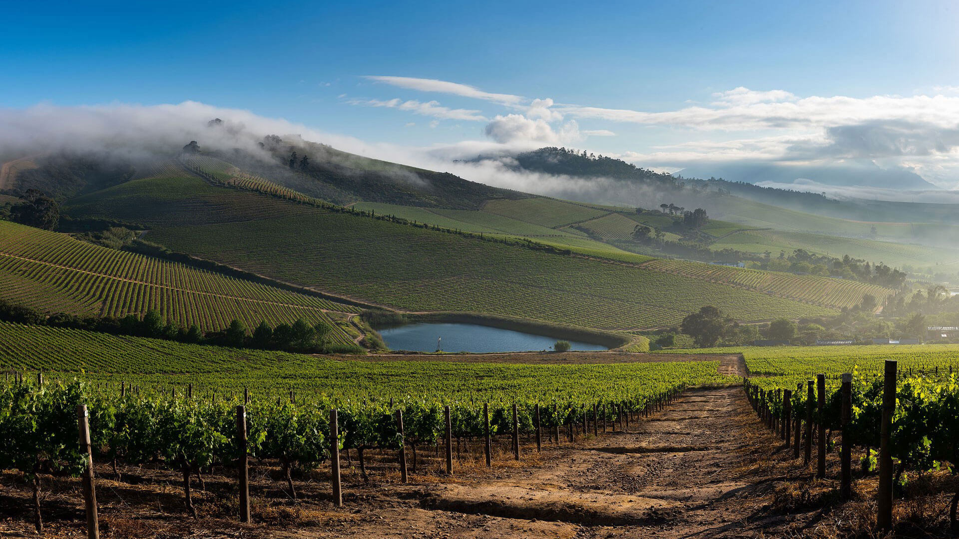 Stellenbosch – một châu Âu giữa lòng Nam Phi