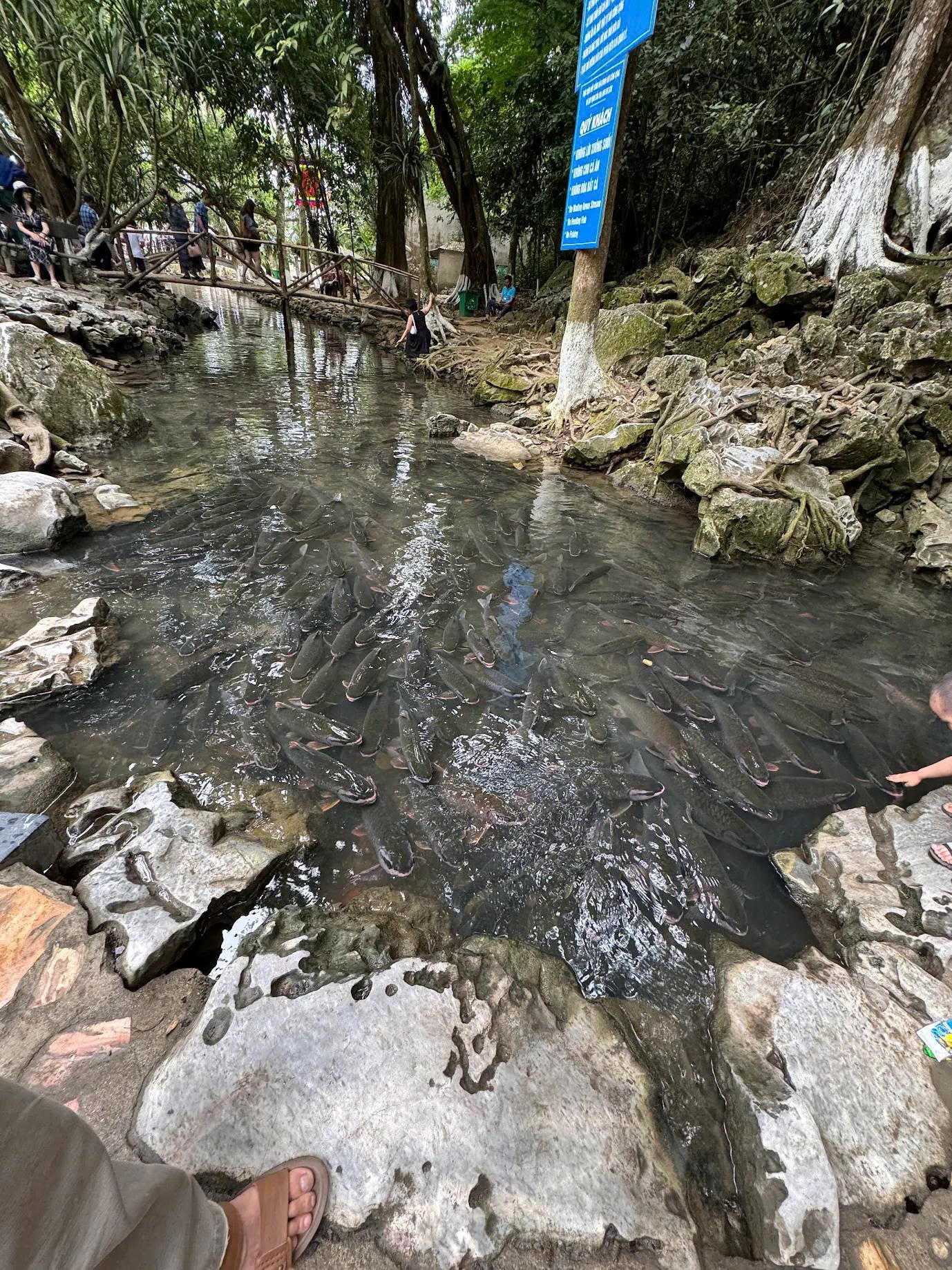 Suối Cá Thần Cẩm Lương - Thanh Hóa