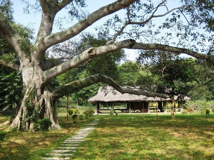 Tân Trào