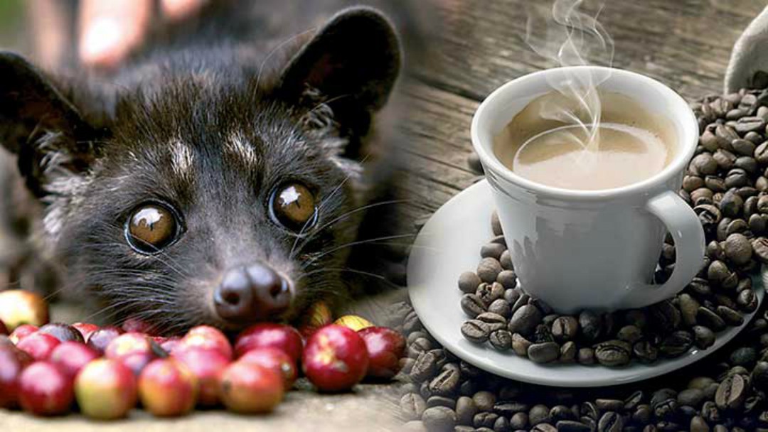 Thưởng Thức Kopi luwak - Thứ Cafe Đắt Nhất Thế Giới Tại Bali