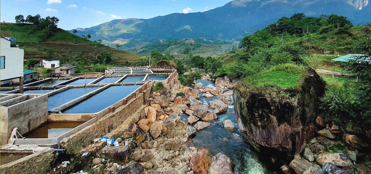 Trại cá hồi
