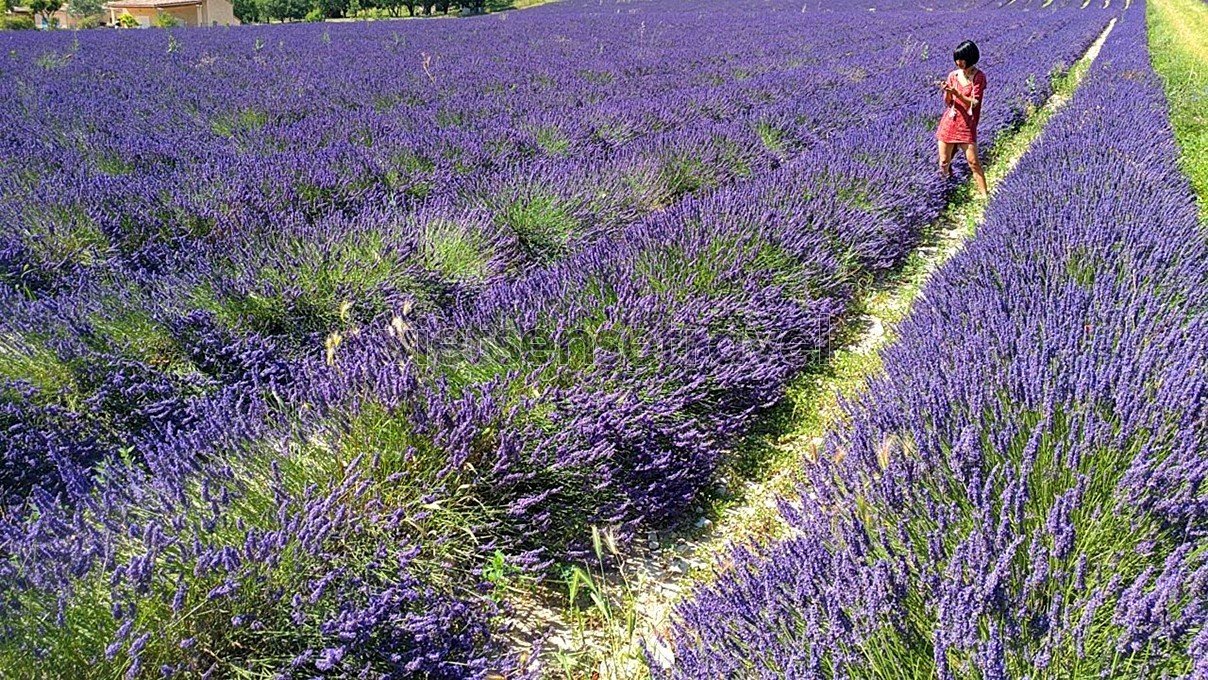 Trải nghiệm mùa hoa Lavender Provence nước Pháp mới nhất