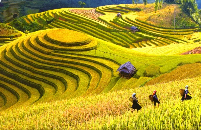 Vẻ Đẹp Của Mùa Thu Sapa Cuốn Hút Du Khách Đổ Về