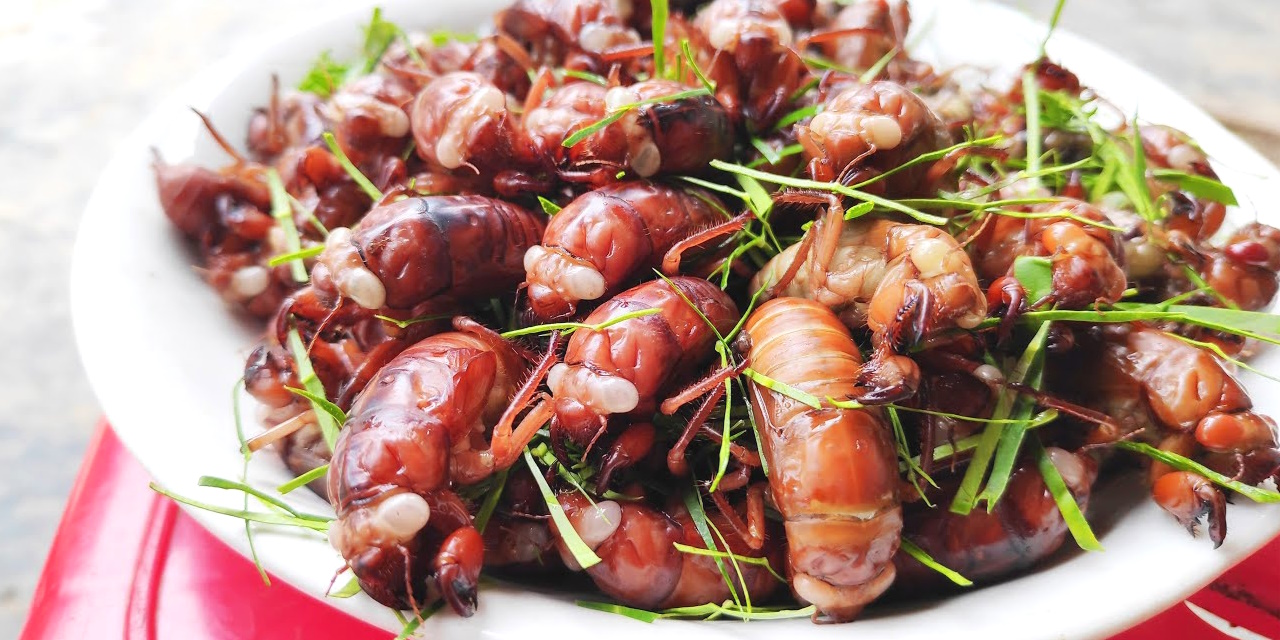 Ve sầu rán