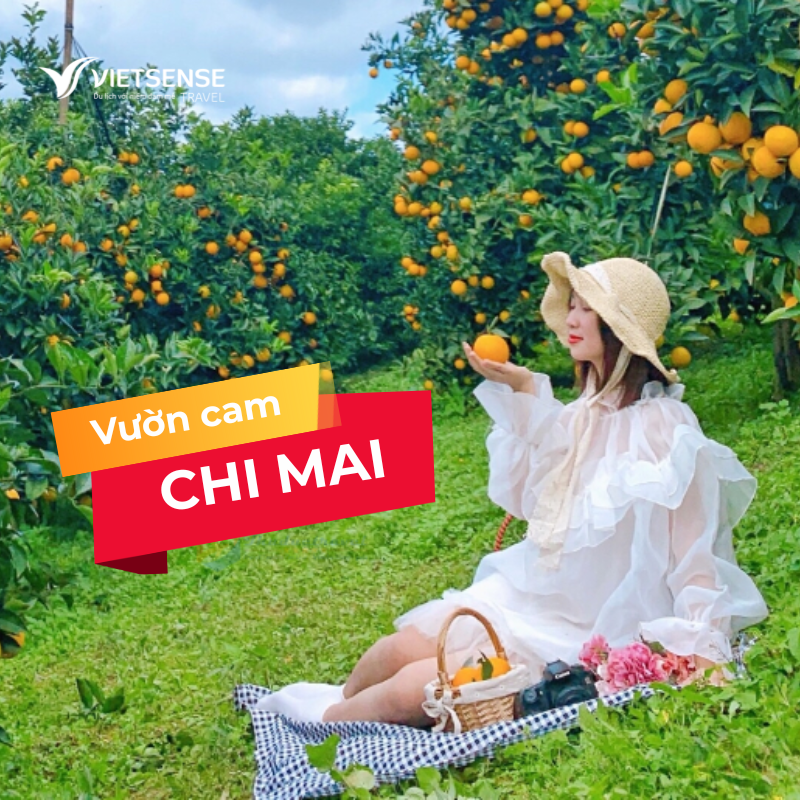 Vườn cam Chi Mi