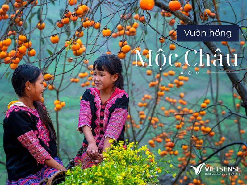 Vườn hồng Mộc Châu