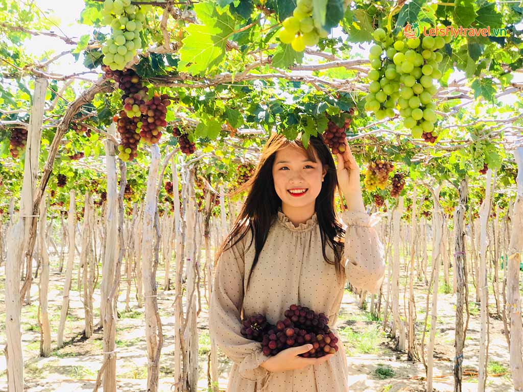 Vườn nho Ninh Thuận - Điểm thăm quan hái quả cực chill