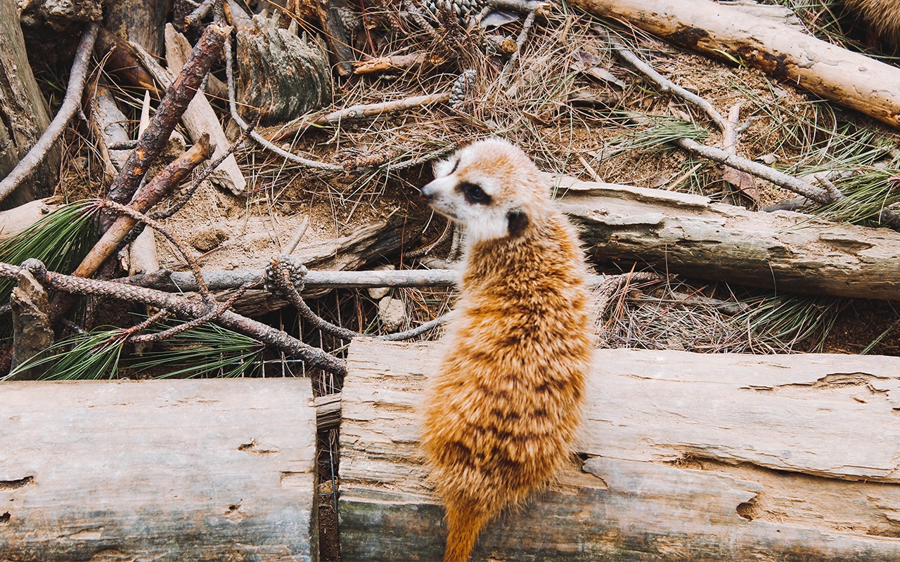Vườn thú Zoodoo Đà Lạt có gì hấp dẫn?