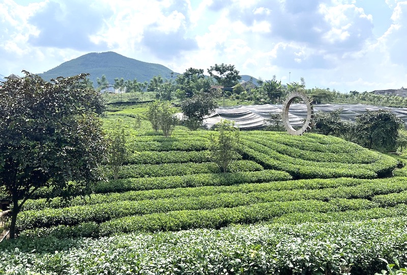 Xứ chè Tân Cương | Điểm du lịch trải nghiệm nổi tiếng Thái Nguyên