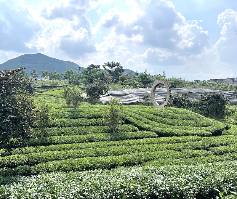 Xứ chè Tân Cương