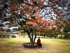 Tour mùa thu Hàn Quốc ngắm lá vàng lá đỏ tại Seoul 5 ngày 4 đêm Tour mùa thu Hàn Quốc ngắm lá vàng lá đỏ tại Seoul 5 ngày 4 đêm
