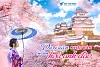 Tour Nhật Bản mùa xuân ngắm hoa anh đào nở rộ 2026 Tour Nhật Bản mùa xuân ngắm hoa anh đào nở rộ 2026