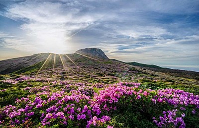 Đà Lạt flower, hoa Đà Lạt - Top 9 loài hoa đẹp nhất của du lịch Đà Lạt Đà Lạt flower, hoa Đà Lạt - Top 9 loài hoa đẹp nhất của du lịch Đà Lạt