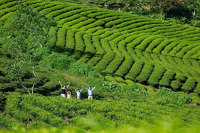 Kinh nghiệm du lịch đồi chè Cầu Đất Đà Lạt xanh tươi Kinh nghiệm du lịch đồi chè Cầu Đất Đà Lạt xanh tươi