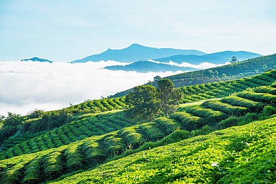 Những món ăn đặc trưng và đặc sản ở Đà Lạt Những món ăn đặc trưng và đặc sản ở Đà Lạt
