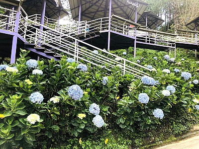 Say đắm với những vườn hoa Cẩm Tú Cầu tại Đà Lạt Say đắm với những vườn hoa Cẩm Tú Cầu tại Đà Lạt