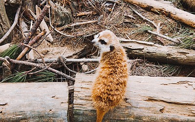 Vườn thú Zoodoo Đà Lạt có gì hấp dẫn? Vườn thú Zoodoo Đà Lạt có gì hấp dẫn?