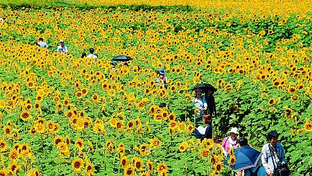 Chiêm ngưỡng 11 cánh đồng hoa đẹp nhất Xứ Hàn