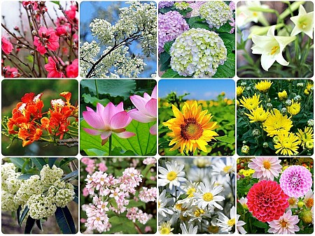 Check-in 12 mùa hoa trong năm trên khắp mọi miền tổ quốc