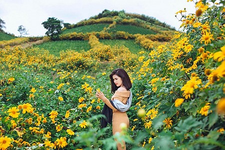 3 Điểm chụp ảnh hoa Dã Qùy đẹp nhất Việt Nam